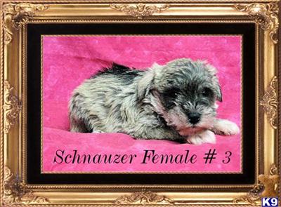Hypoallergenic Dogs